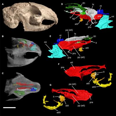 Anatomy of the Nasal and Auditory Regions of the Fossil Lagomorph Palaeolagus haydeni: Systematic and Evolutionary Implications